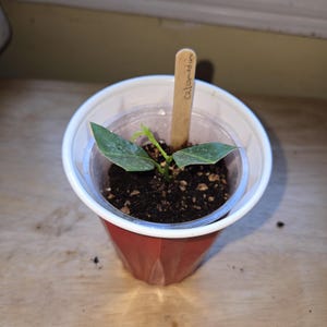 Live Calamondin Orange Tree Rooted cutting only 1 available!