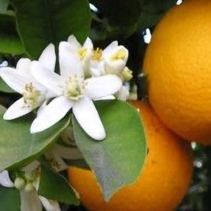 Navel Orange Tree Cuttings X3 Non rooted 3 node 6 inch stem, Twig, branch