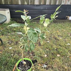Pink Variegated Lemon citrus Tree About 28 Inches high plant in good healthy condition