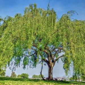 Salix Babylonica (treurwilg) Stekken X3 Niet geworteld 3 knopen 6 inch stengel, takje, tak, levende tak (plant) zonder wortels