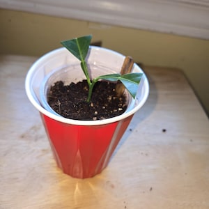 SLECHTS 1 stek met levende yuzu-citrusboomwortels BESCHIKBAAR