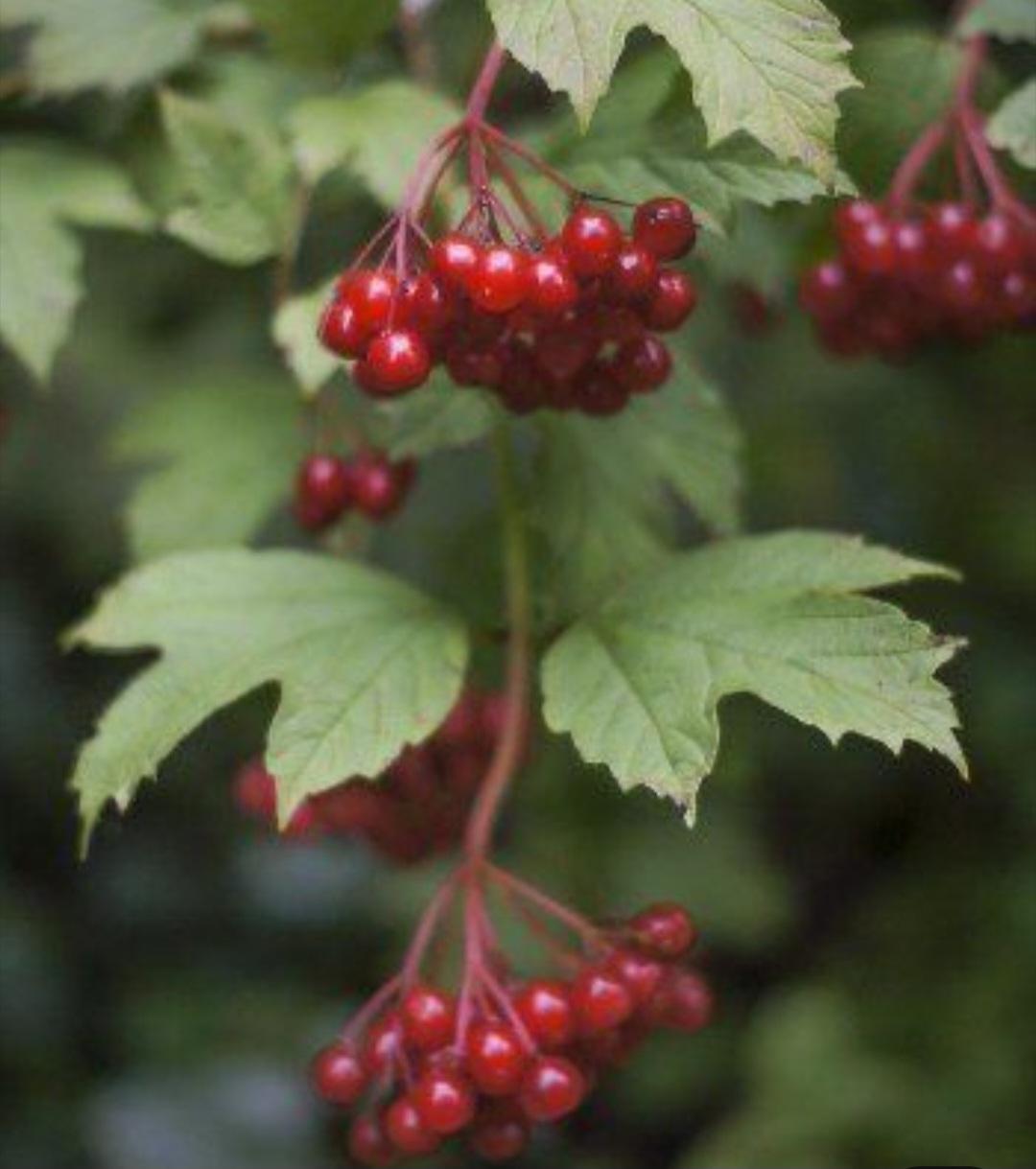 Cloudberry Plant Singapore