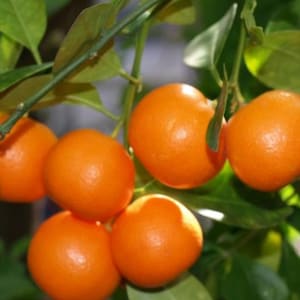 Calomondin Orange Tree Cuttings X3 Non rooted 3 node 6 inch stem, Twig, branch