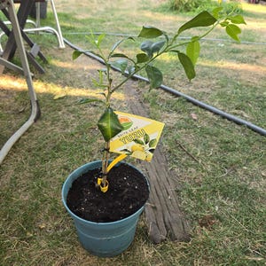 Levende yuzu-citrusboom: ongeveer 18 inch hoog, SLECHTS 1 BESCHIKBAAR