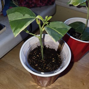 Small Pink Variegated Lemon citrus Tree Rooted Cuttings. Pllants in good healthy condition