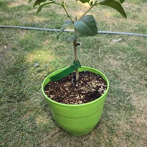 Live & Rare Persian Lime Tree About 15 inches tall