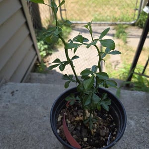 Grapefruit citrus Tree Regrowth, plant in good healthy condition