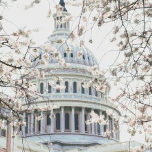 May include: A white building with a dome and columns, partially obscured by a tree with white blossoms. The building is in a classic architectural style with a grand facade. The tree branches frame the building, creating a picturesque scene.