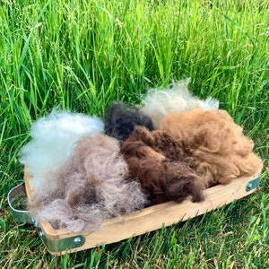 May include: A wooden tray filled with different colors of alpaca fleece. The fleece is arranged in a circular pattern, with the white fleece in the center and the brown fleece on the outside. The tray is sitting on a bed of green grass.