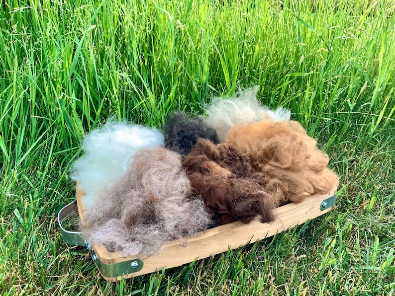 May include: A wooden tray filled with different colors of alpaca fleece. The fleece is arranged in a circular pattern, with the white fleece in the center and the brown fleece on the outside. The tray is sitting on a bed of green grass.