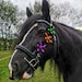 see more listings in the Mane and Tail Charms section