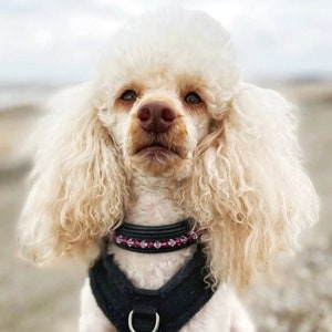 Personalised Dog Collar, genuine leather and hand stitched with Preciosa Crystal beads