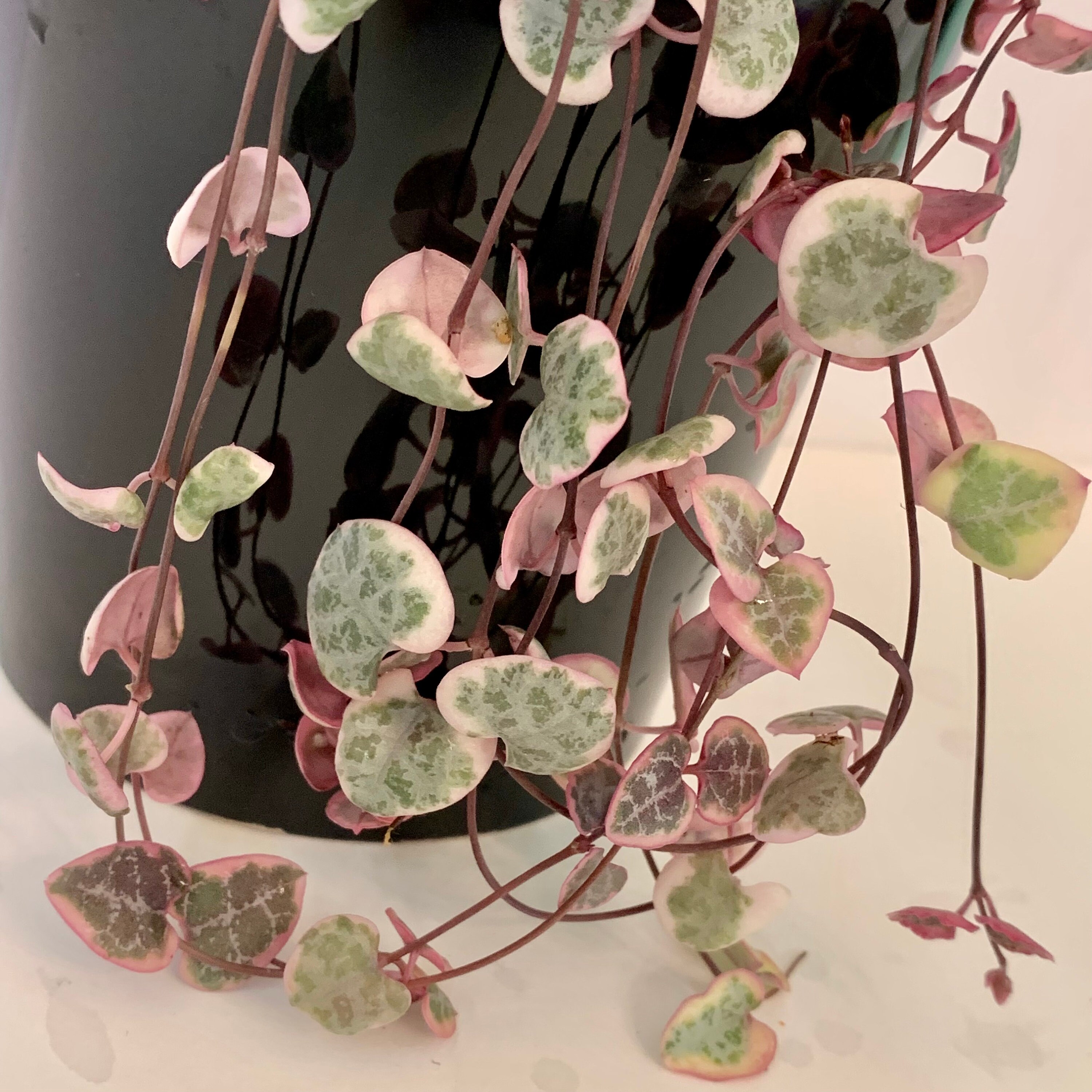 Long Variegated String of Hearts Etsy