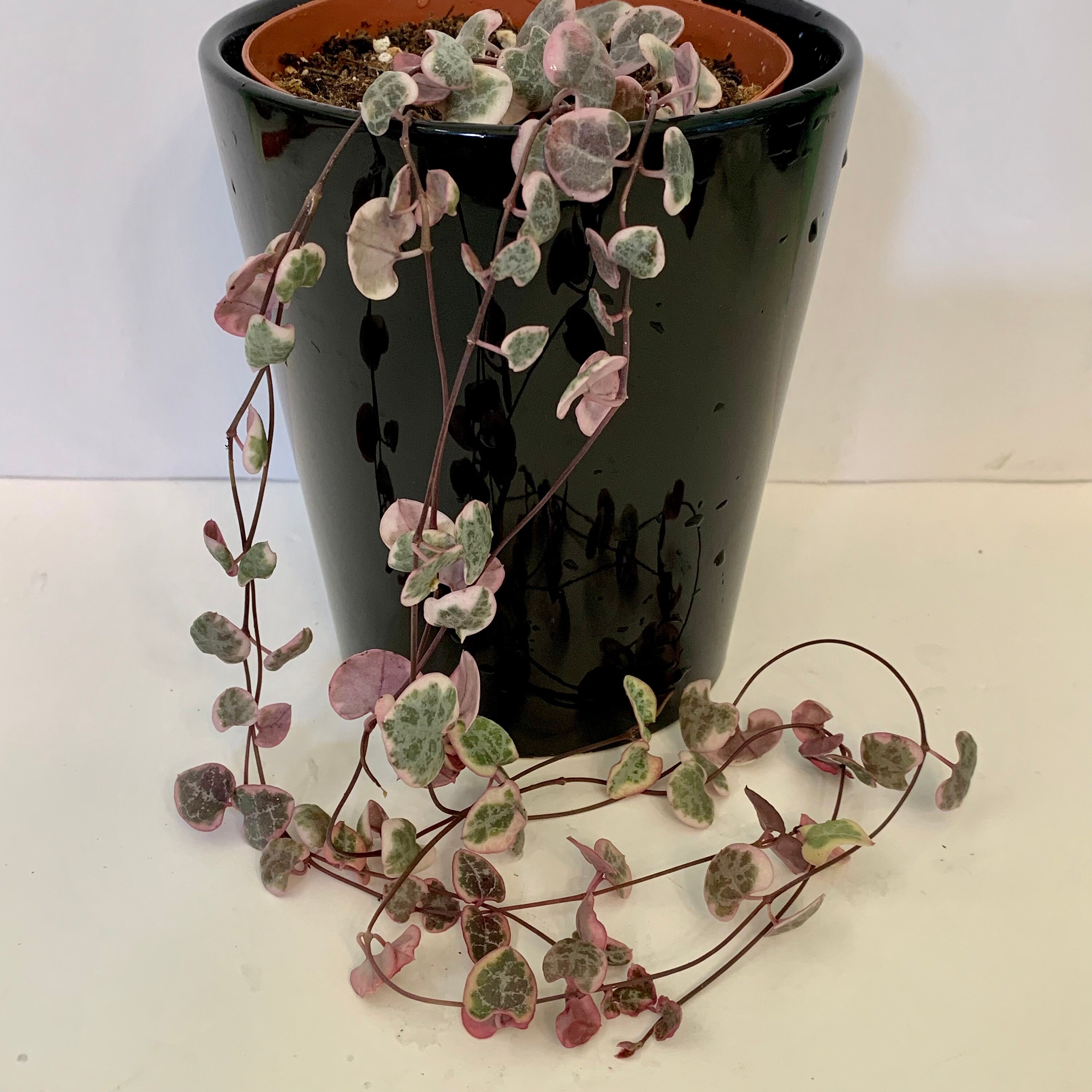 Long Variegated String of Hearts Etsy