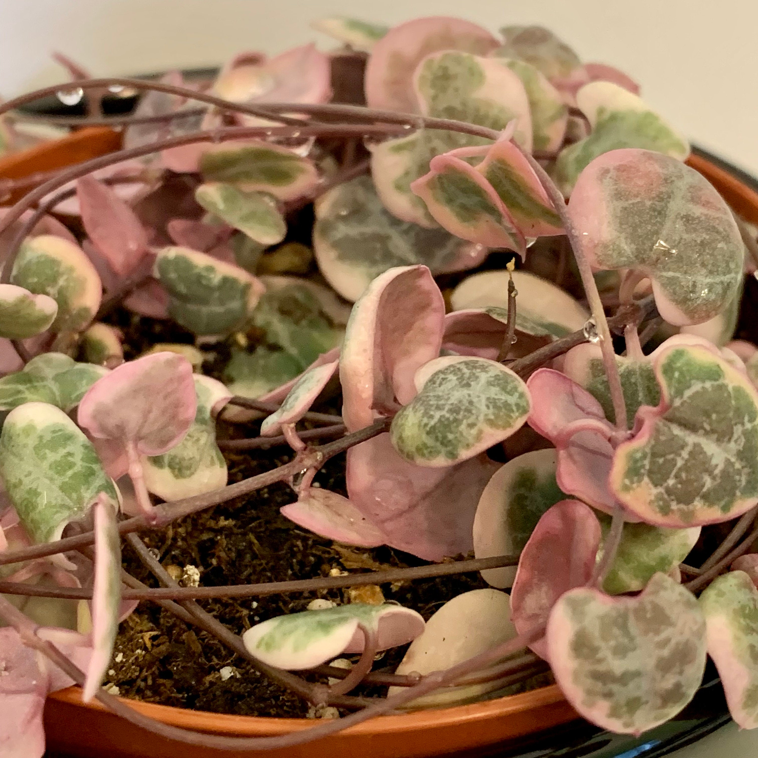 Long Variegated String of Hearts Etsy