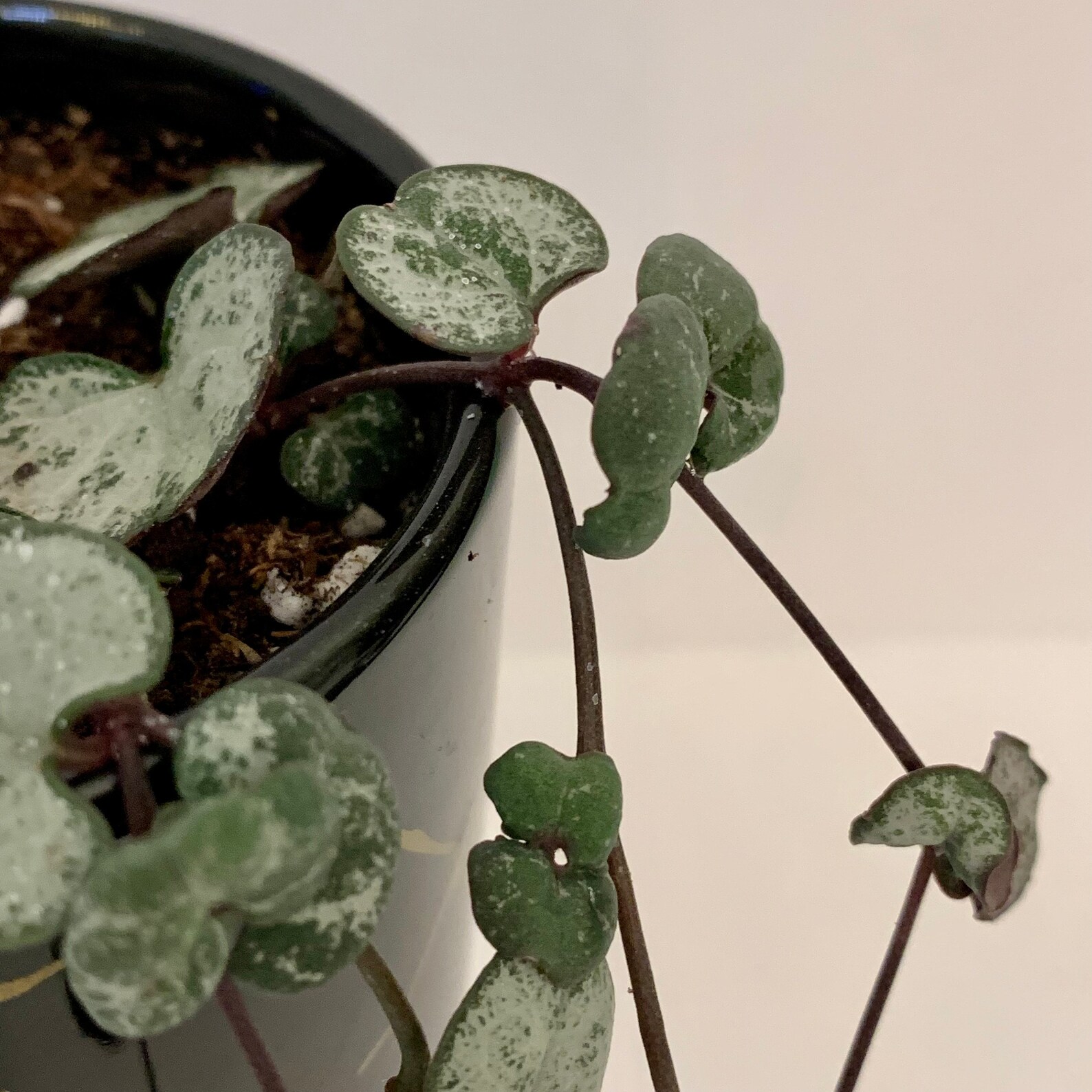 String of Hearts Silver Glory Etsy