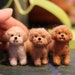 see more listings in the Dollhouse Dogs section