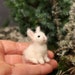 see more listings in the Rabbits section