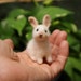 see more listings in the Rabbits section