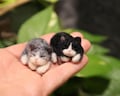 Needle Felted Sleeping Cat Miniature: Wool Dollhouse Cat