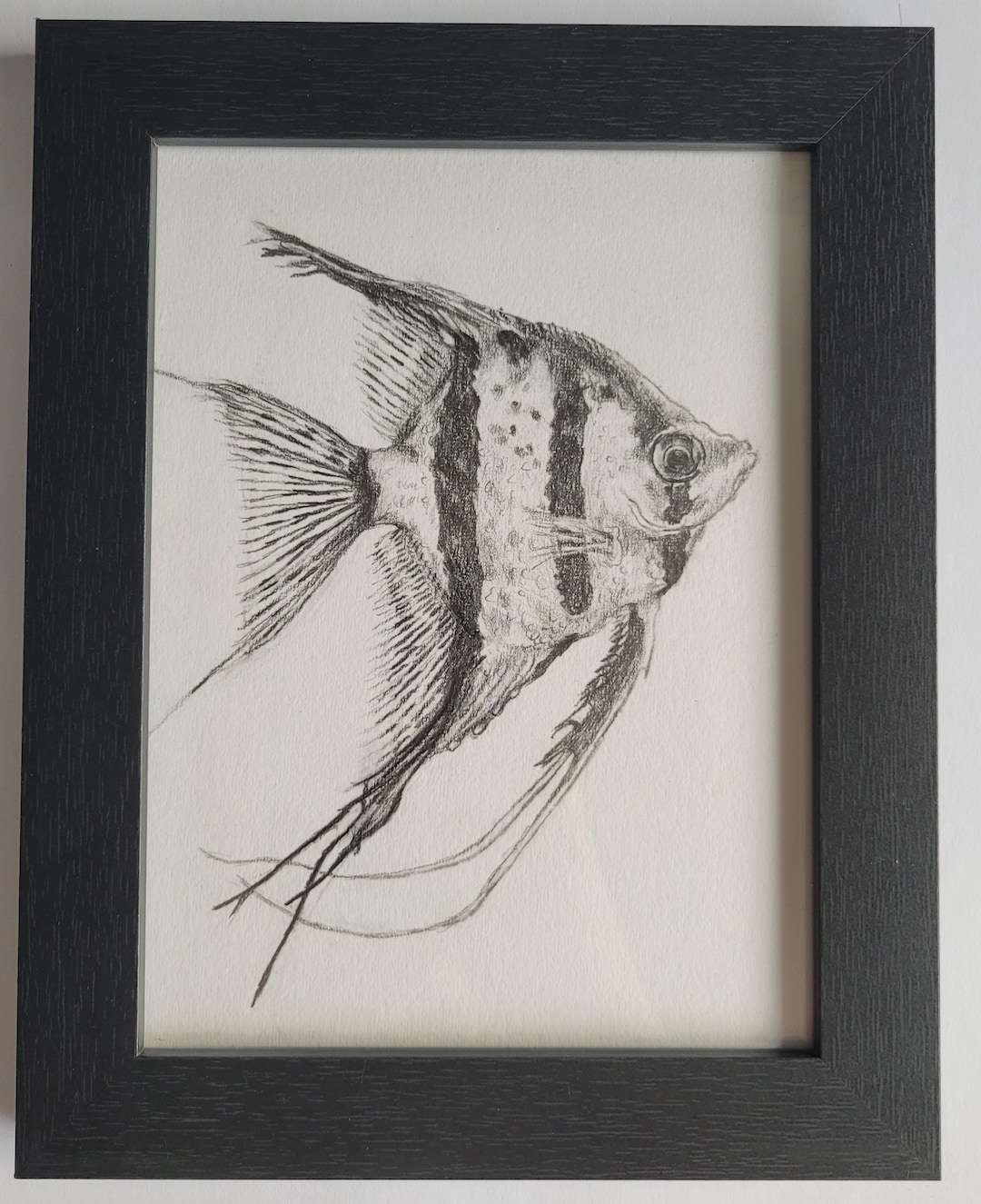 Angelfish FRAMED Pencil Drawing, A5 Original Artwork - Etsy