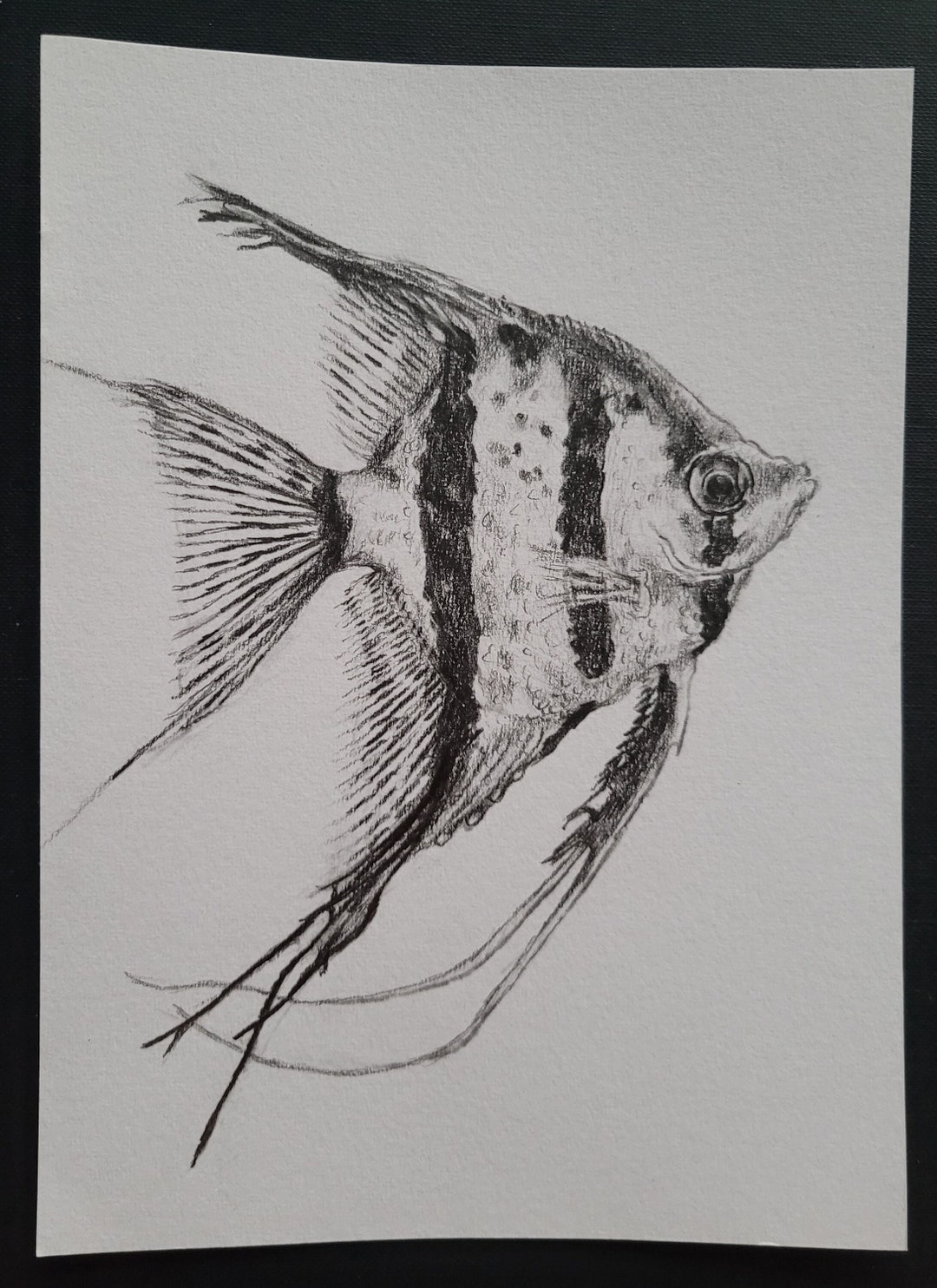 A5 Original Angelfish Pencil Drawing - Etsy
