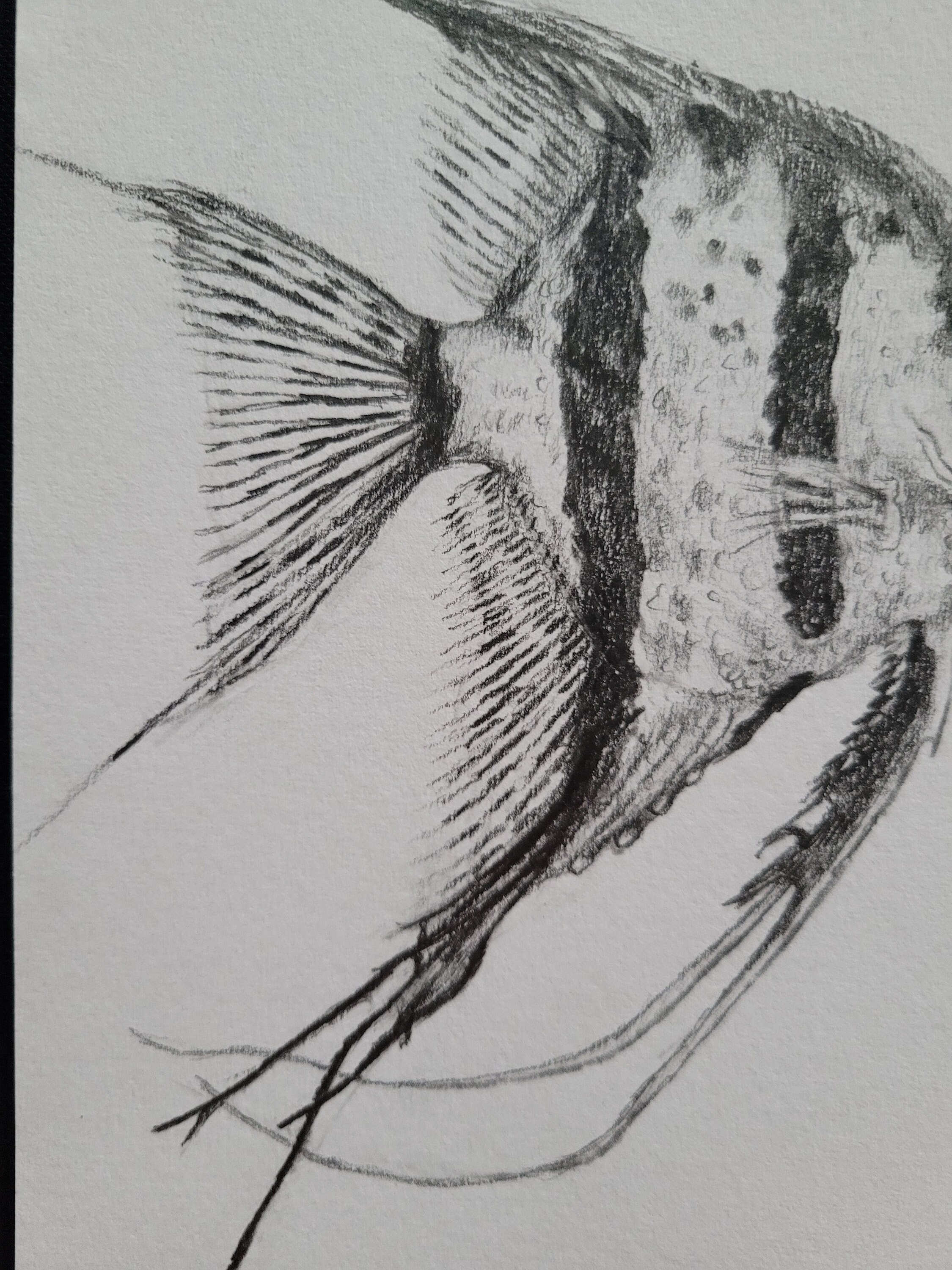 Angelfish FRAMED Pencil Drawing, A5 Original Artwork - Etsy