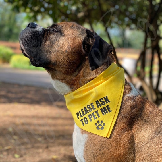 rescue dog bandana