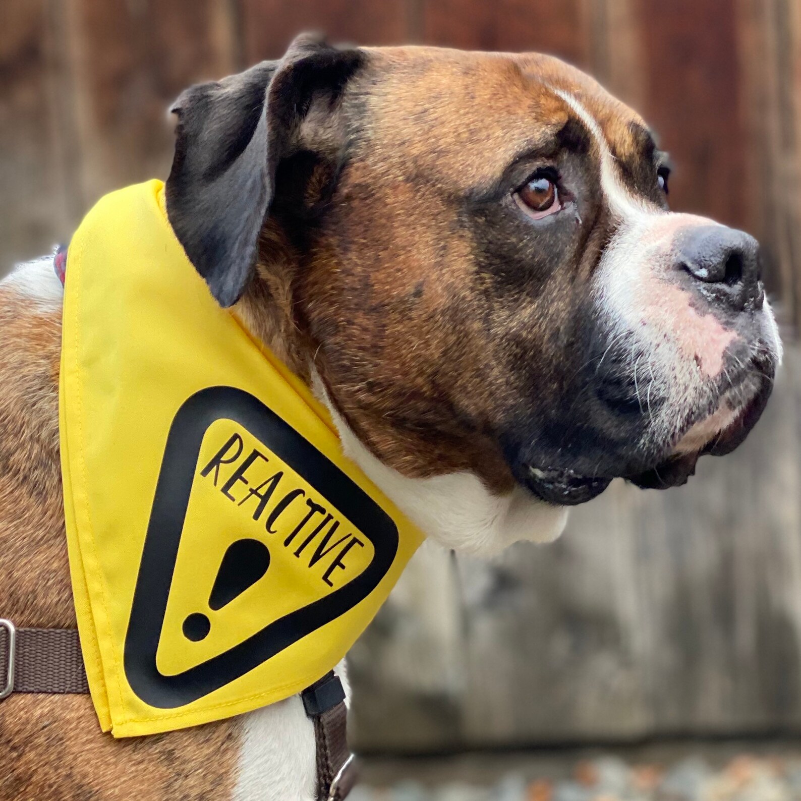 REACTIVE Dog Bandana for Large Dogs Dog Reactive Bandana Etsy