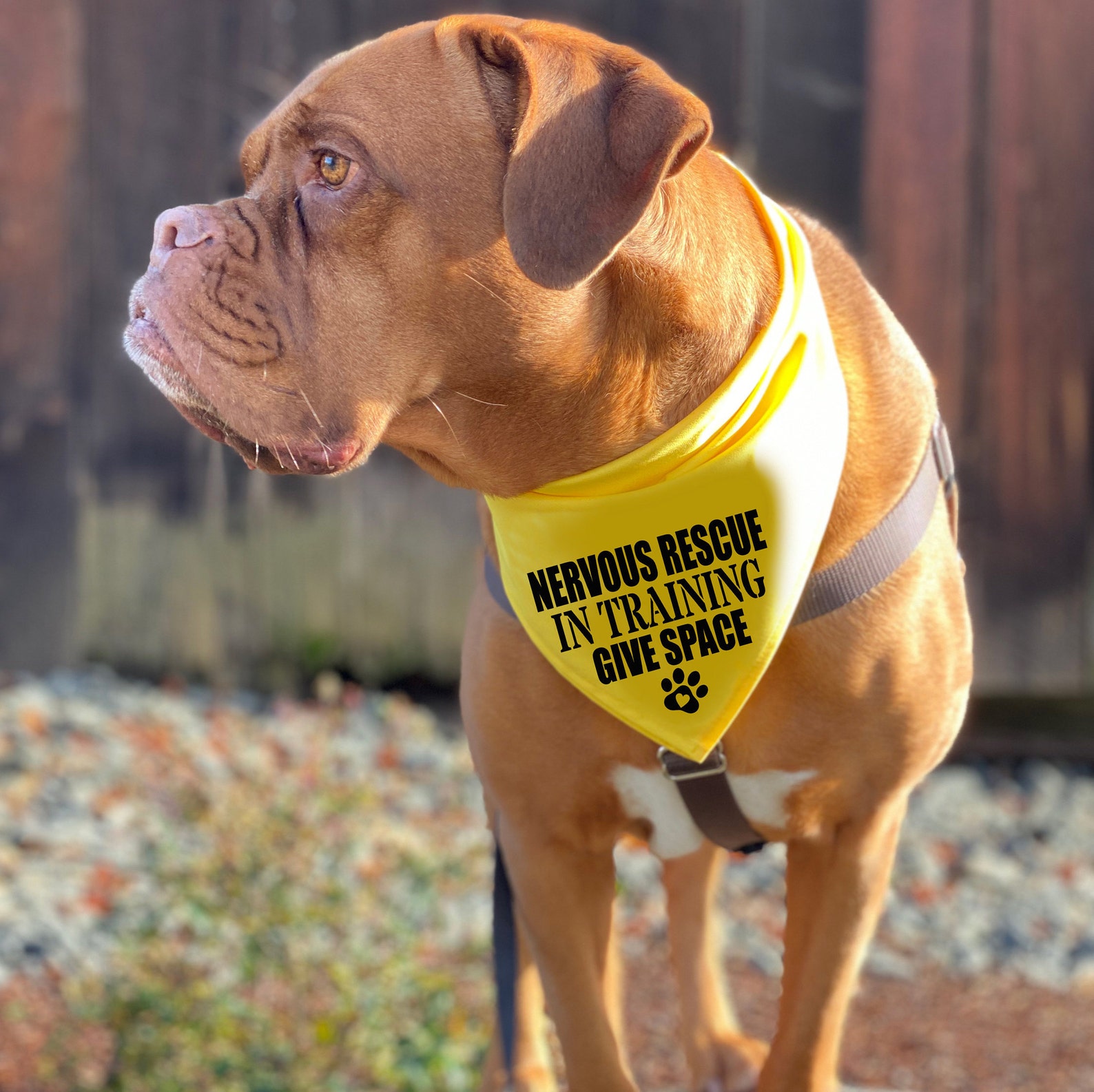 NERVOUS RESCUE Dog Bandana for Large Dogs Nervous Dog in Etsy