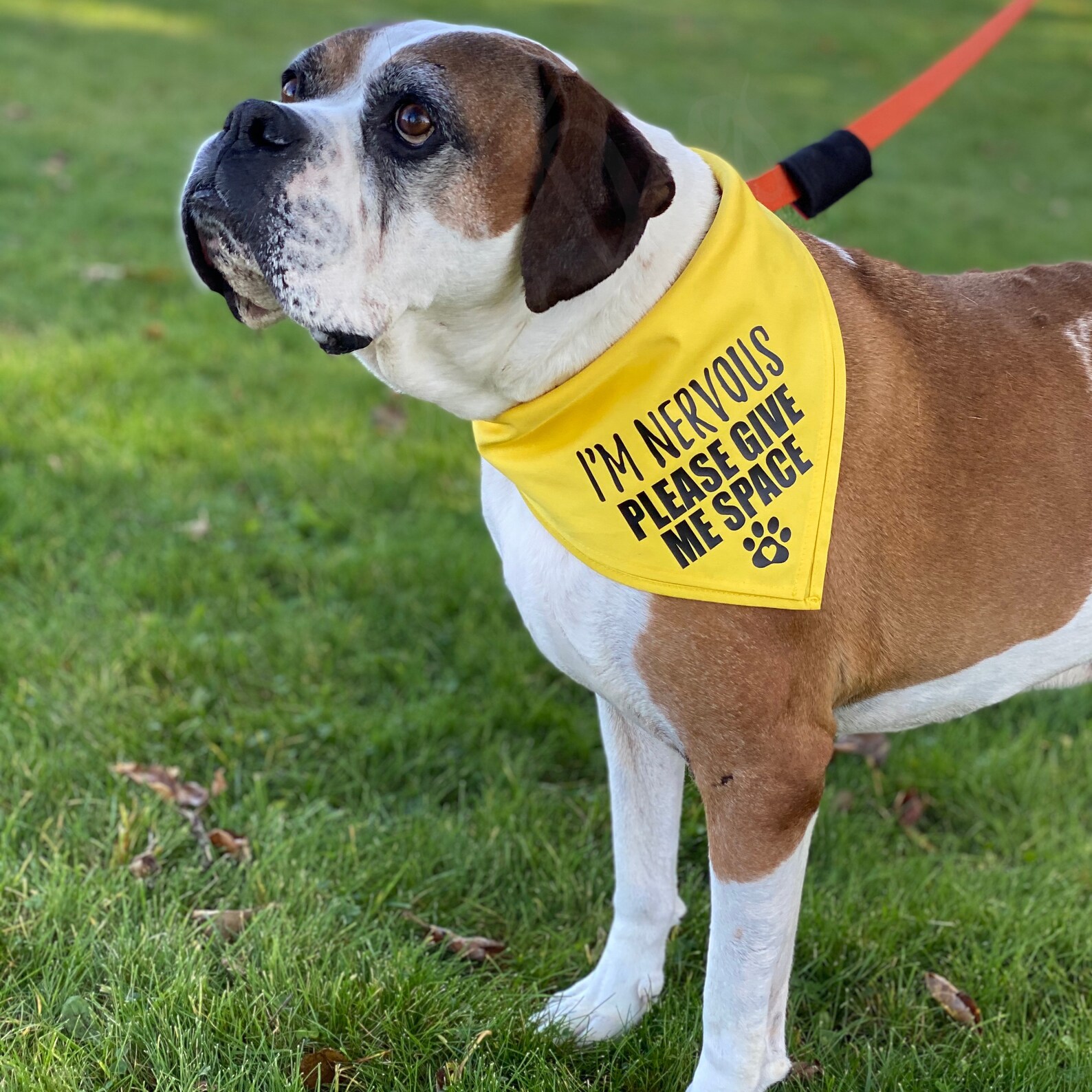 I'M NERVOUS Dog Bandana for Large Dogs Please Give Me Etsy