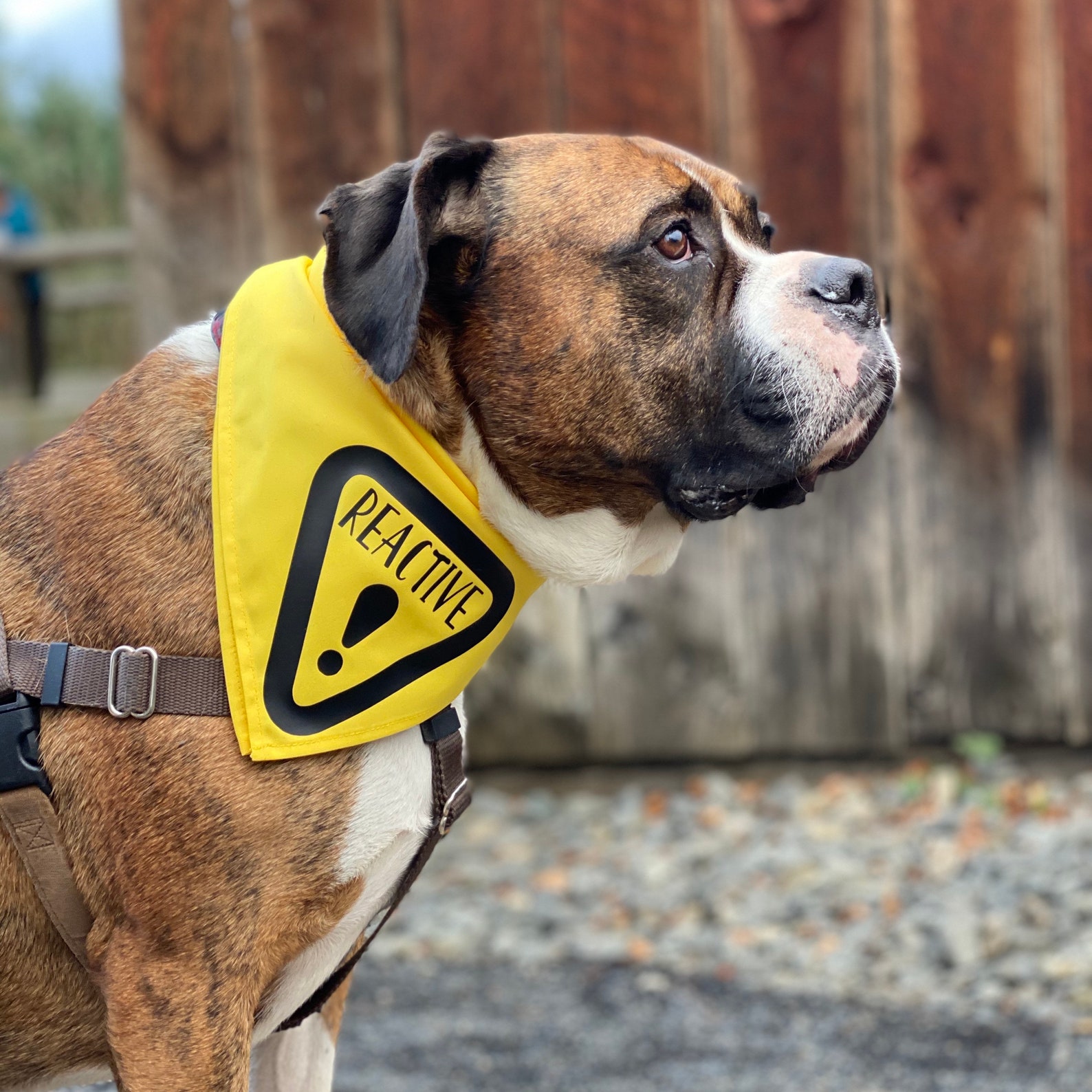 REACTIVE Dog Bandana for Large Dogs Dog Reactive Bandana Etsy