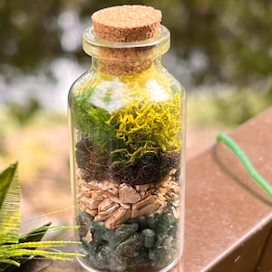 Kleines Moos Terrarium / abgefülltes Terrarium / Geschenke für Sie