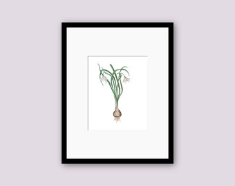 Floral Bulb Watercolor Print, Botanical Flower Wall Decor, Spring Inspired Painting, Minimalist Wall Art
