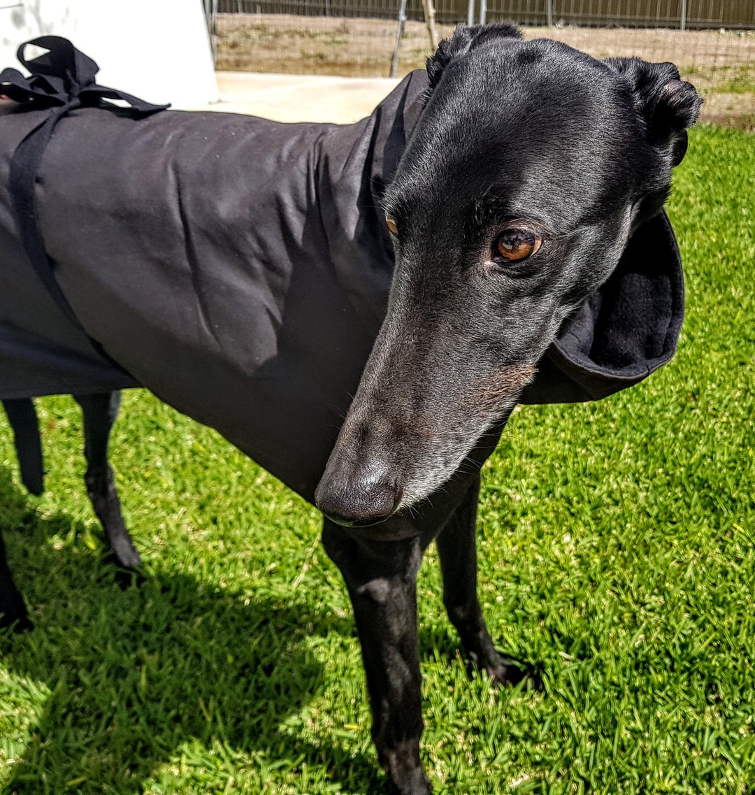 Cappotti in pelle di levriero, whippet e levriero italiano. Tutte le ...