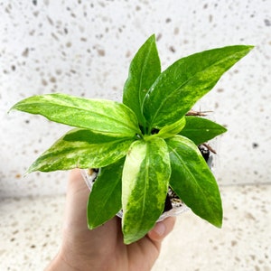 Anthurium Vittarifolium Variegated Multiple leaves Slightly Rooted Highly Variegated image 1