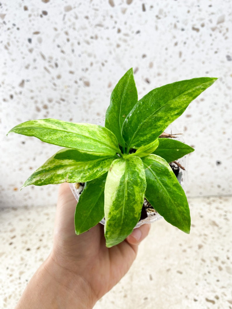 Anthurium Vittarifolium Variegated Multiple leaves Slightly Rooted Highly Variegated image 1