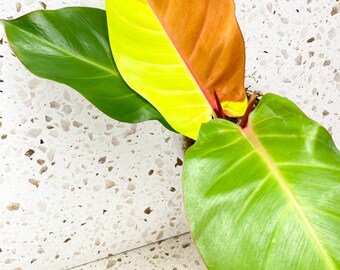 Philodendron Red Moon 3 leaves 1 shoot top cutting (rooting)