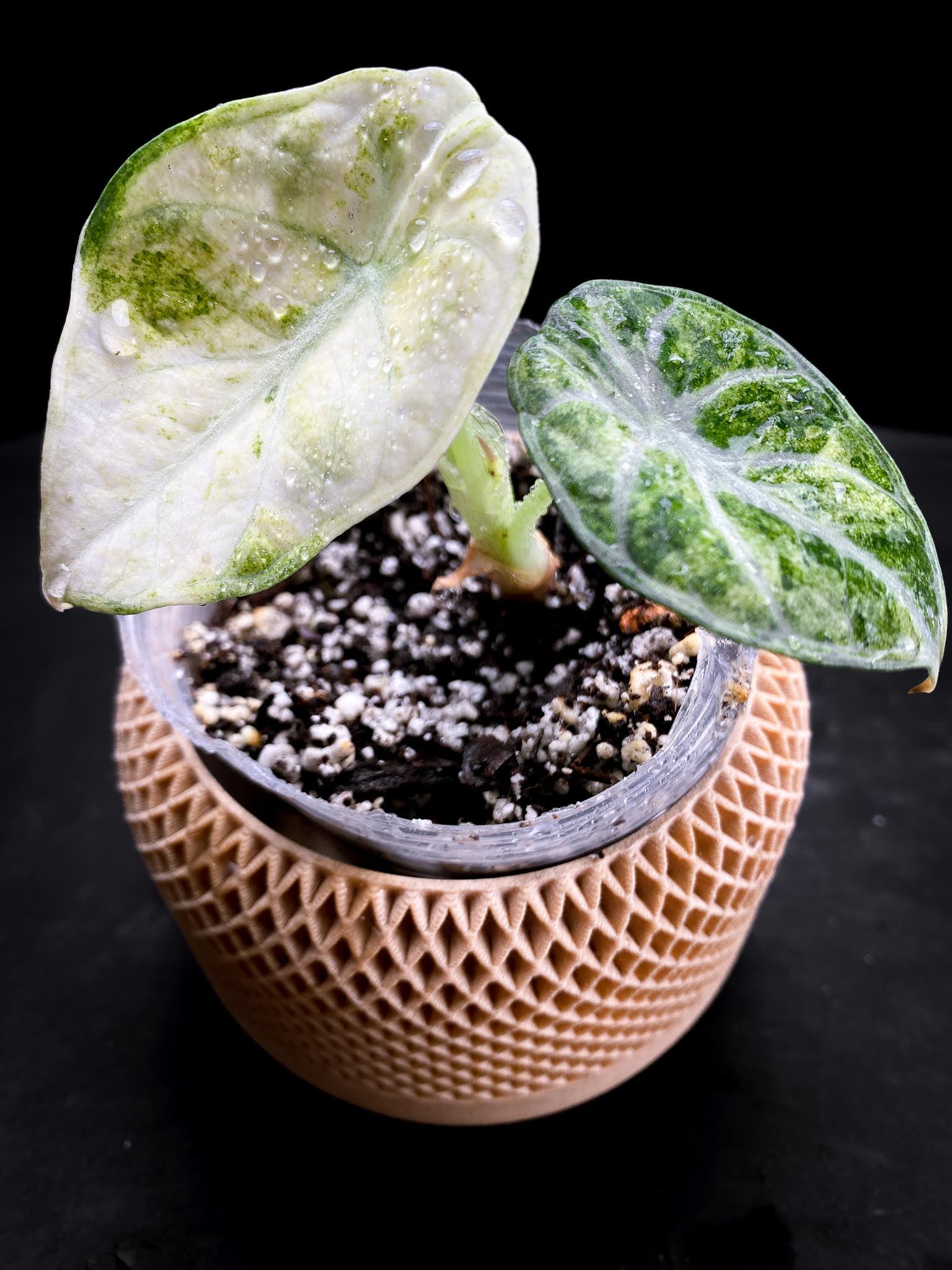 Alocasia Ninja Variegated - Etsy