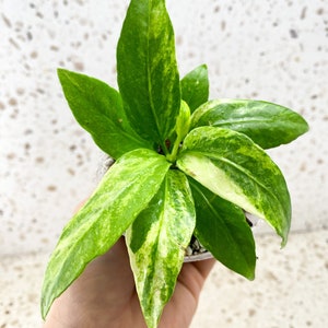 Anthurium Vittarifolium Variegated Multiple leaves Slightly Rooted Highly Variegated image 3