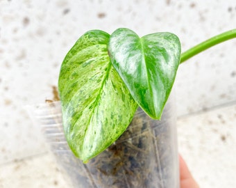 Philodendron Sodiroi True Form Variegated 2 leaves 2 sprouts