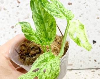 Monstera Laniata Mottled High Variegation 5 leaf top cutting (rooting)