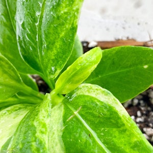 Anthurium Vittarifolium Variegated Multiple leaves Slightly Rooted Highly Variegated image 2