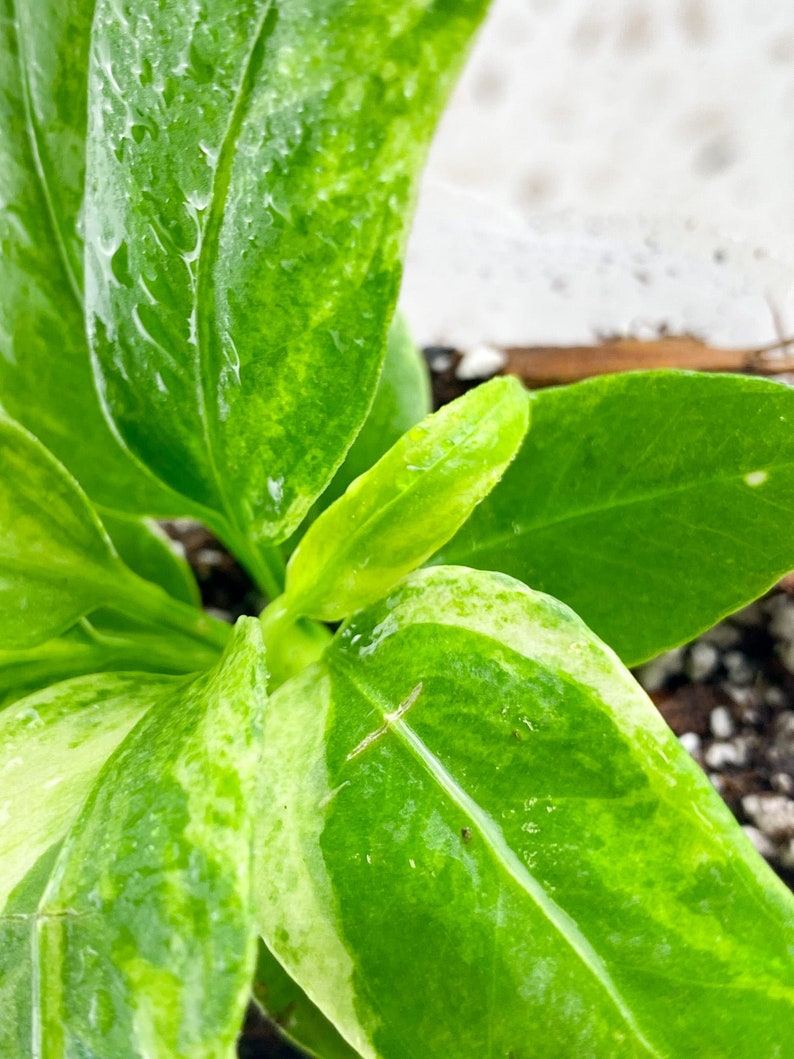 Anthurium Vittarifolium Variegated Multiple leaves Slightly Rooted Highly Variegated image 2