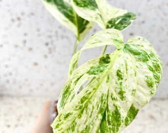 Amydrium Medium Variegated 3 leaves 1 sprout (rooting)