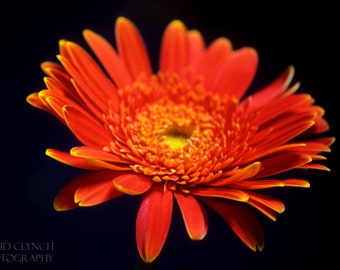 Orange Gerbera, Colorful Gerbera, Flower Wall Art, Gerbera Photograph, Fine Art, Calla Lily Photograph, Wall Art, Flower Photography, Print