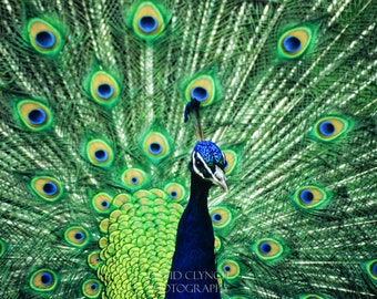 Peacock displaying Tail Plumage, Fine Art Print, Peacock Feathers, Wall Art, Colorful Wildlife, Blue Green Peacock, Peacock Photograph