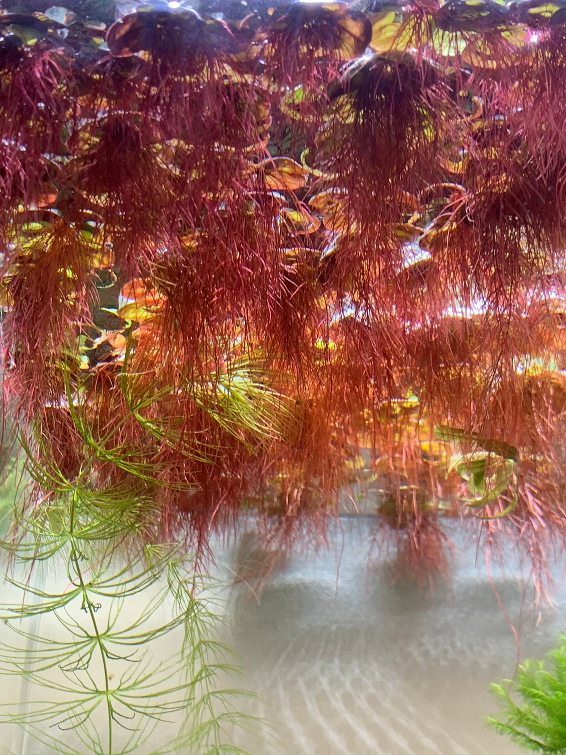 Floating Aquatic Plants Package Live arrival Guaranteed Red Etsy