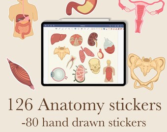 126 pegatinas de anatomía / digitales / goodnotes / PNG / dibujadas a mano / notas médicas