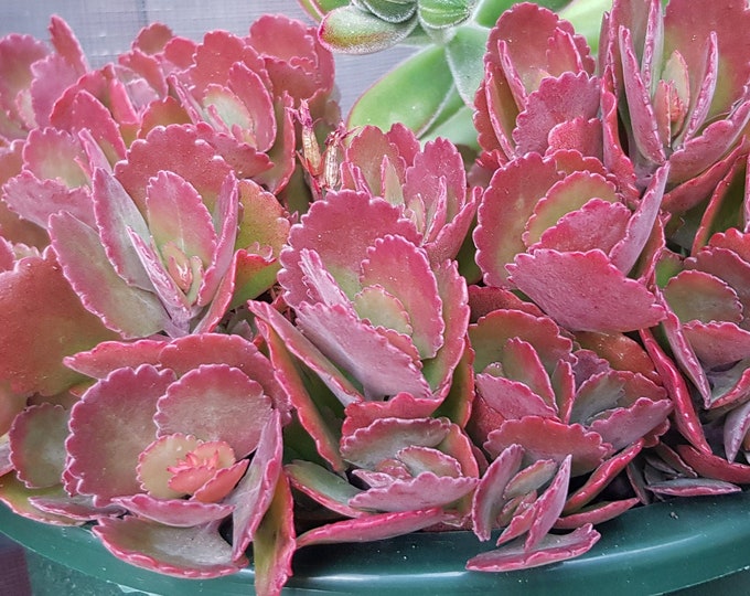 Kalanchoe 'candy Cane' Etsy